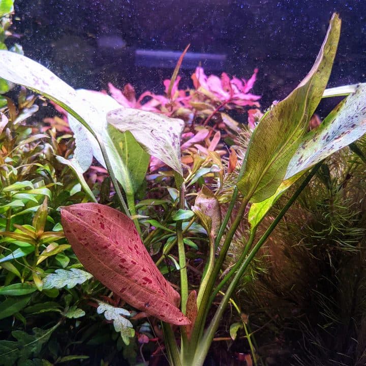 Red banana plant - Big