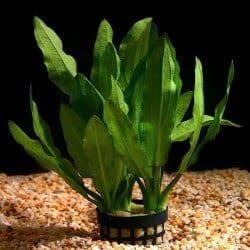 Amazon plant -Medium