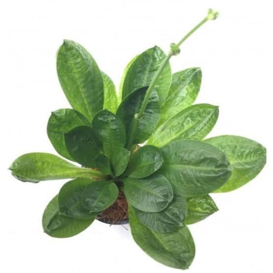 Echinodorus 'Tropica' Pot