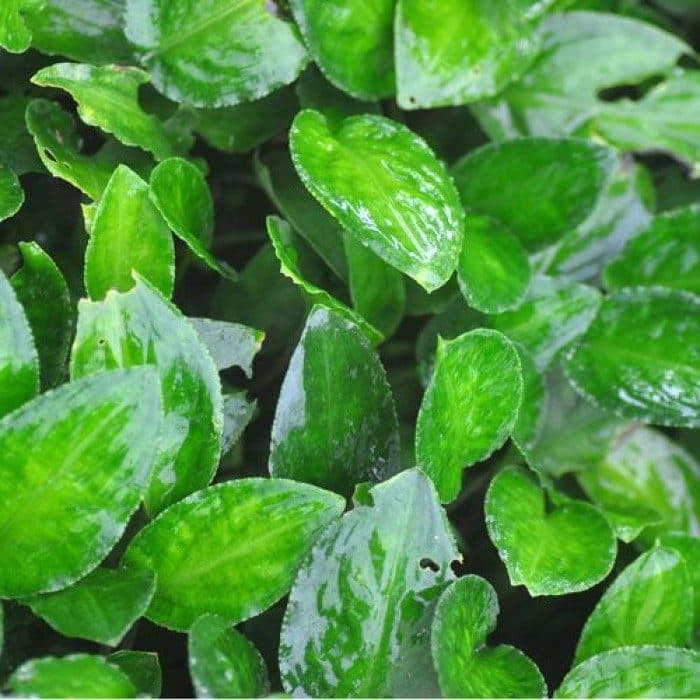 Green round leaf lagenandra