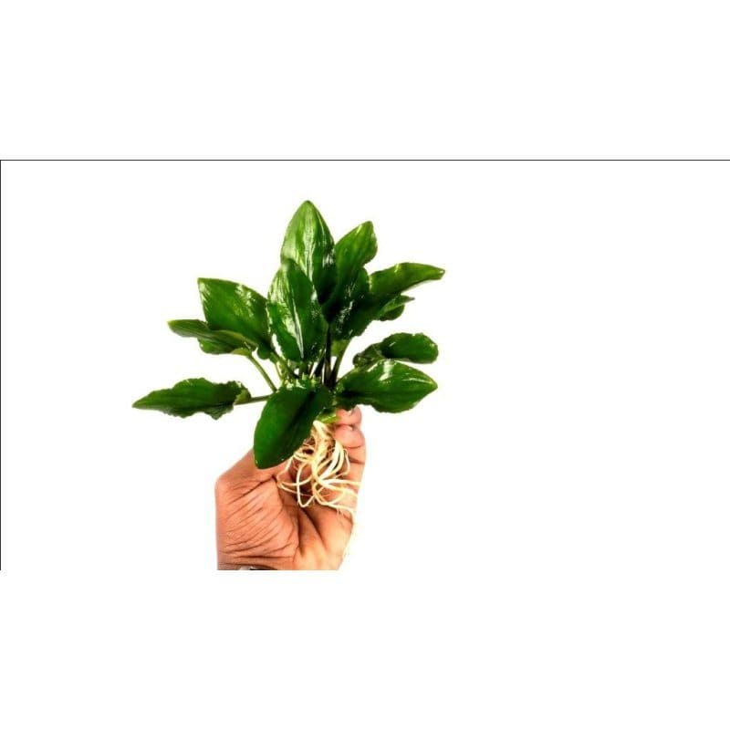 Dwarf lagenandra Pot