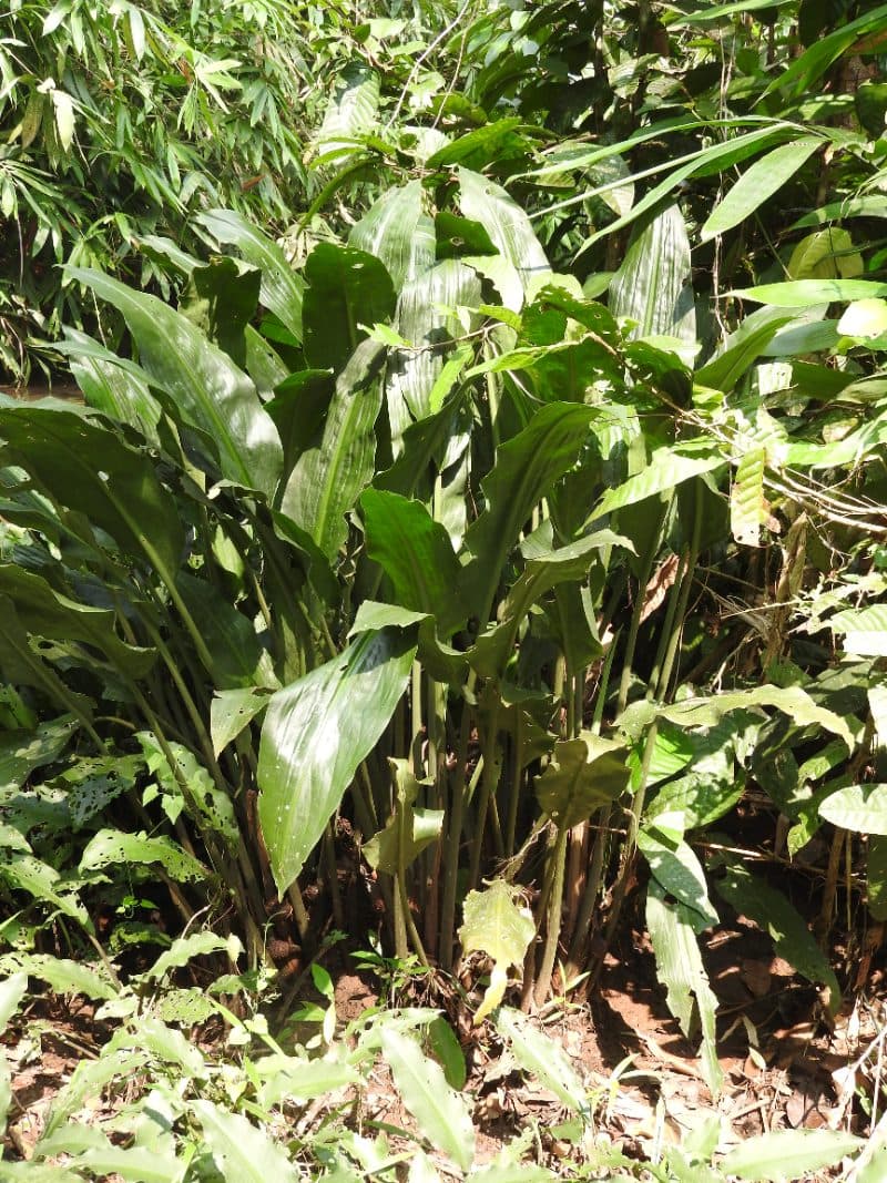 Giant lagenandra