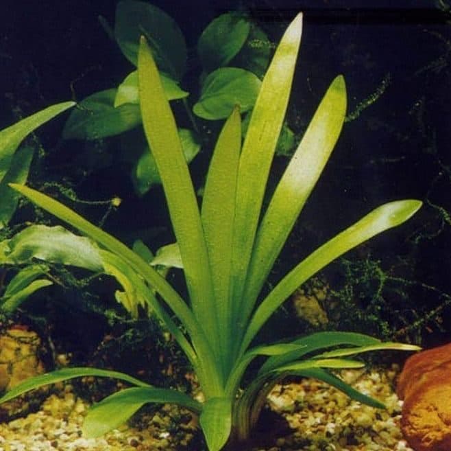 Giant sagittaria -submersed