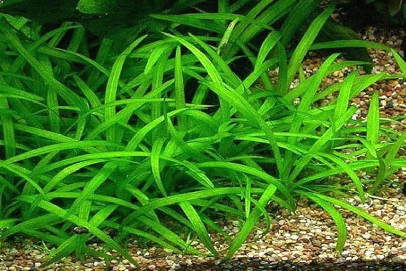 Narrow leaf sagittaria