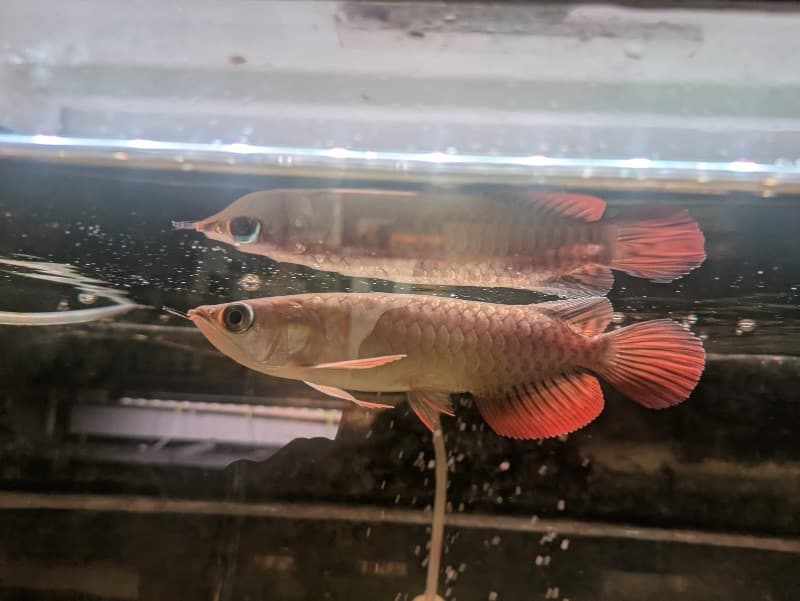 Golden Blue Base Arowana