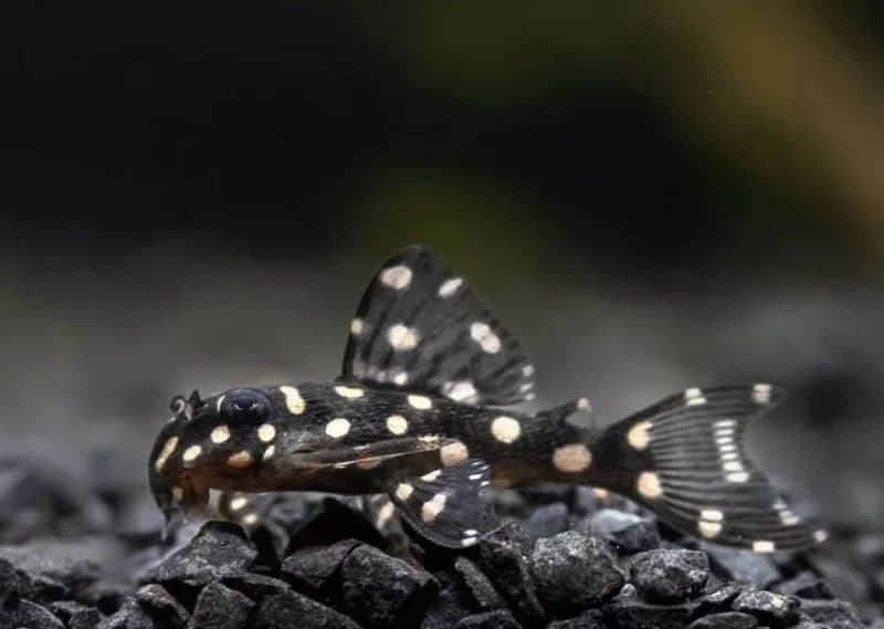 Snowball Pleco