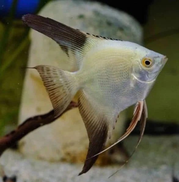 Bulgarian Seal Point Angelfish AAA Grade (Imported)