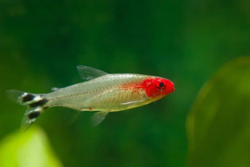 Rummy Nose Tetra (Hemigrammus rhodostomus)
