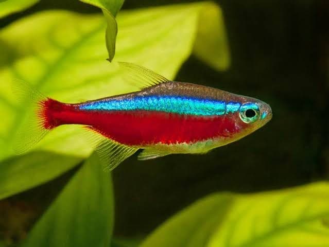Cardinal Tetra (Paracheirodon axelrodi)