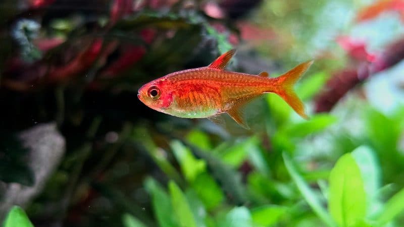Ember Tetra (Hyphessobrycon amandae)