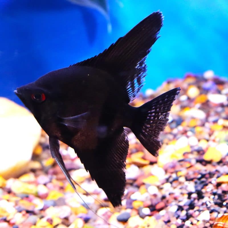 Jet Black Angelfish (Pterophyllum scalare)