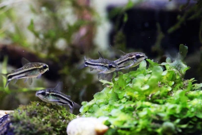 Pygmy Cory (Corydoras pygmaeus)