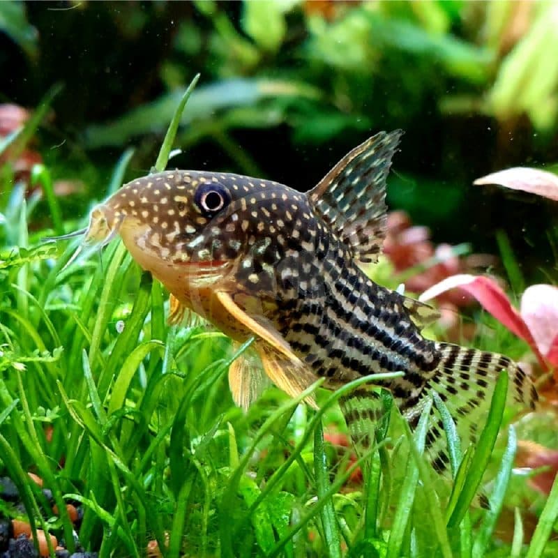 Sterbai Cory (Corydoras sterbai)