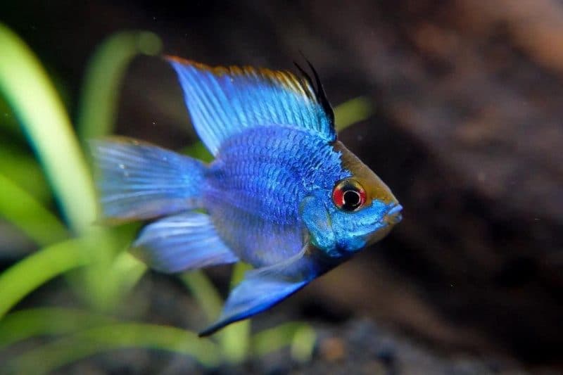 Balloon Blue Ram (Mikrogeophagus ramirezi)