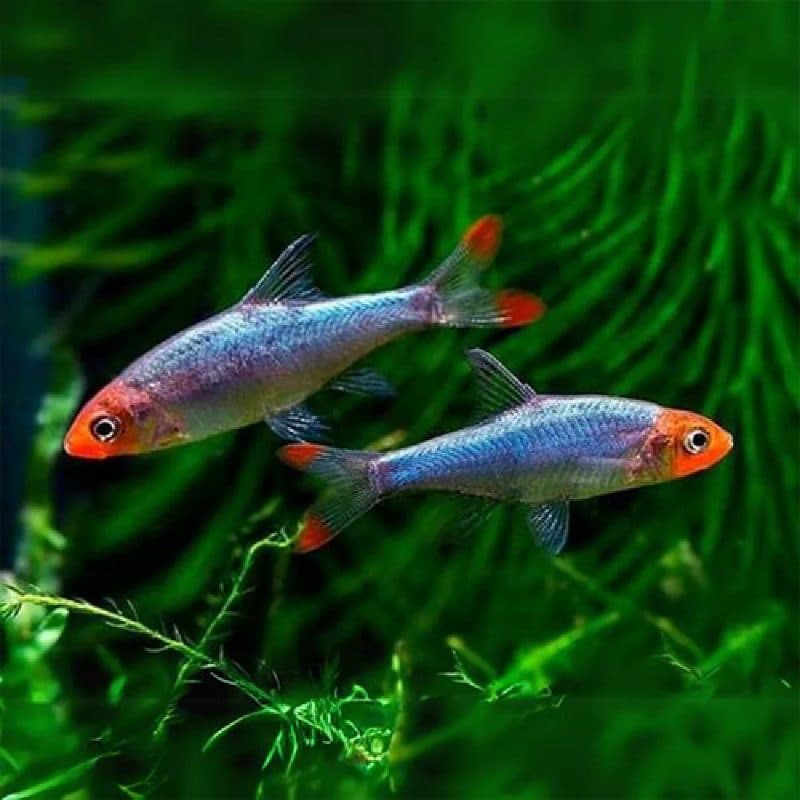Sawbwa Rasbora / Asian Rummynose (Sawbwa resplendens)