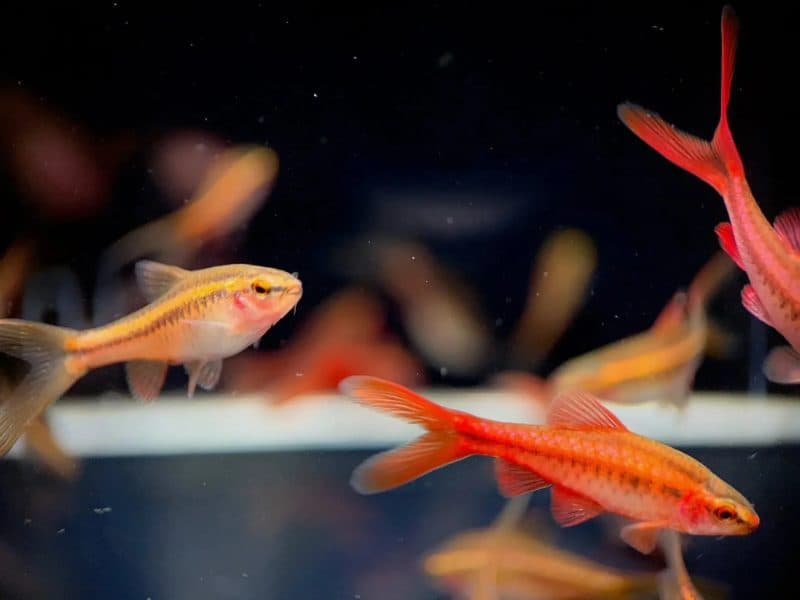 Cherry Barb Longfin (Puntius titteya)
