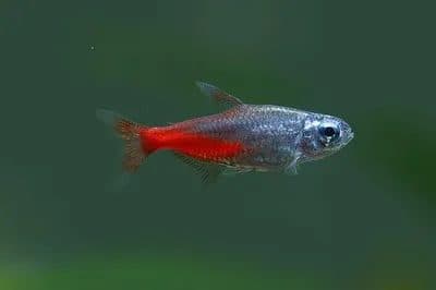 Diamond Head Neon Tetra (Paracheirodon innesi)