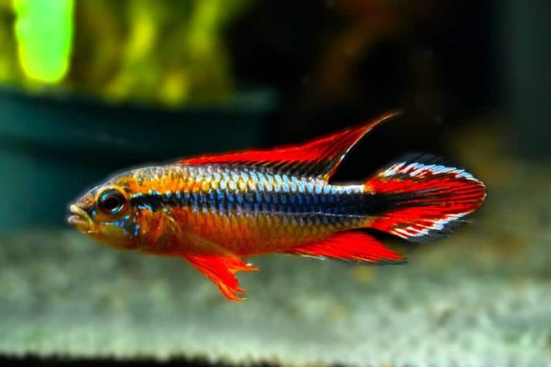 Apistogramma Double Red (Apistogramma agasszi)