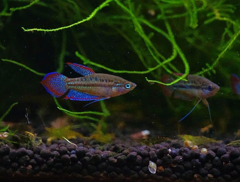 Sparkling Pygmy Gourami