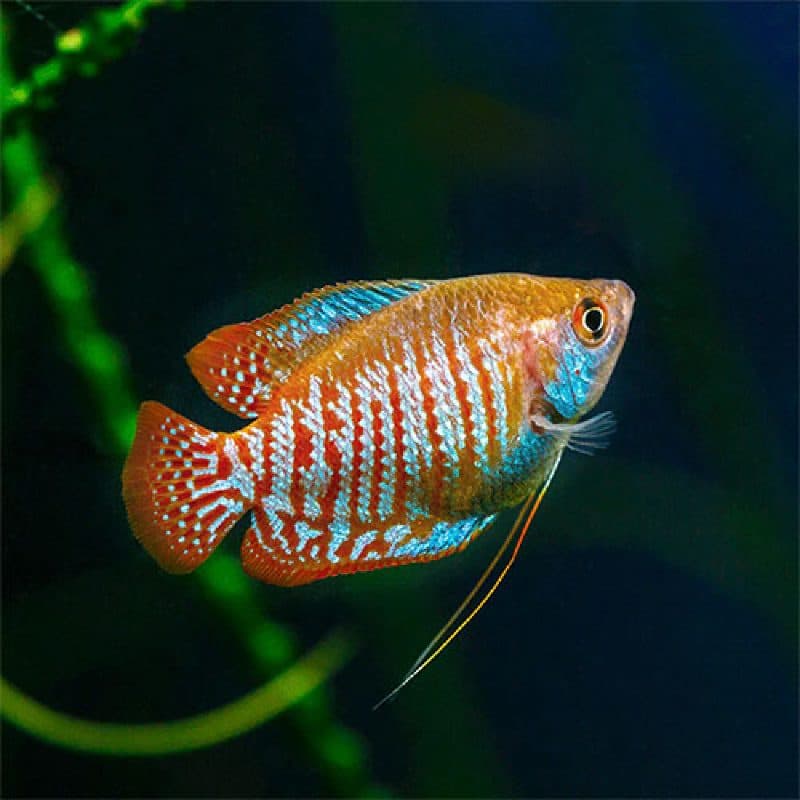 Neon Blue Gourami