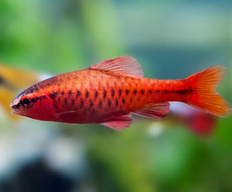 Cherry Barb IMPORTED