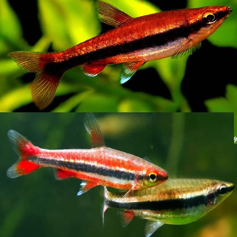 Golden Pencilfish