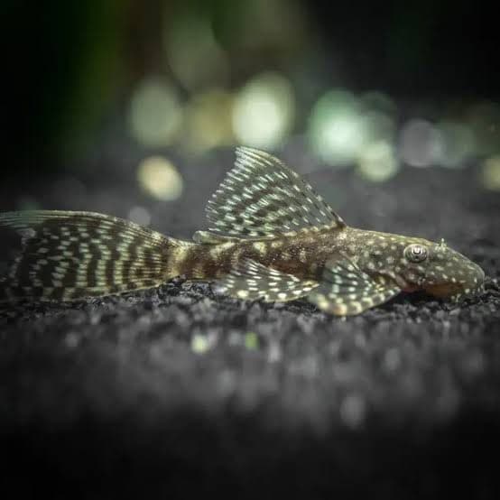 Black Bristlenose Veiltail IMPORTED