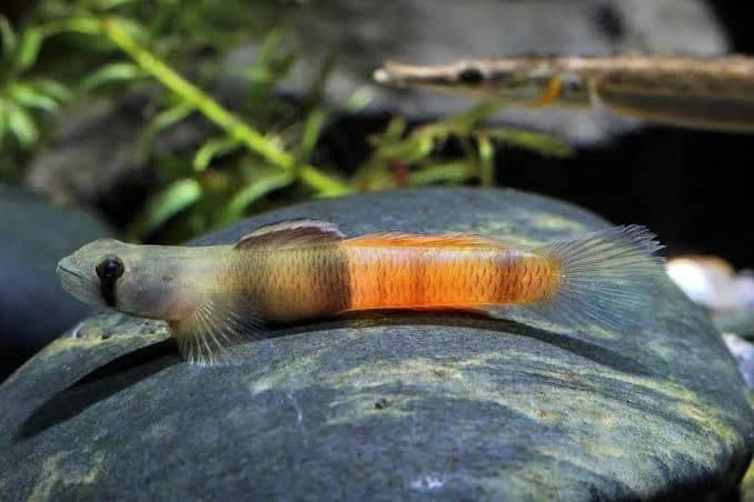 Red Papua Goby