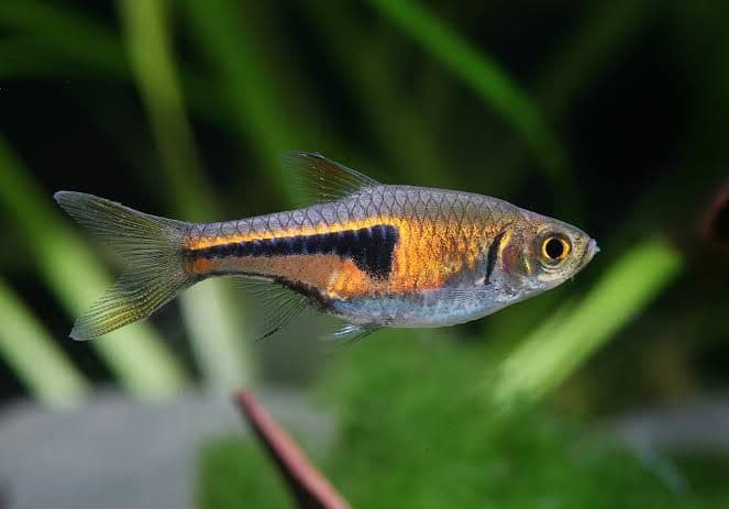 Espei Rasbora