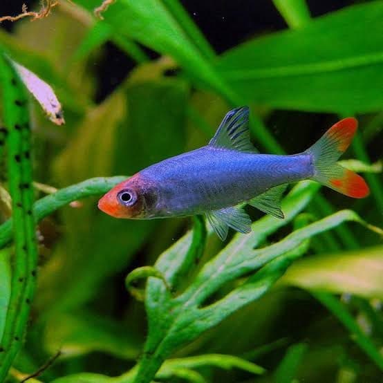 Sawbwa Naked Rasbora Male