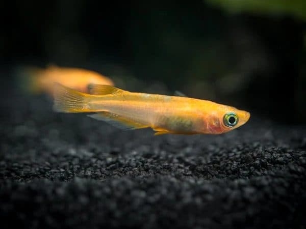 Medaka Shiro (Japanese Rice Fish Orange)