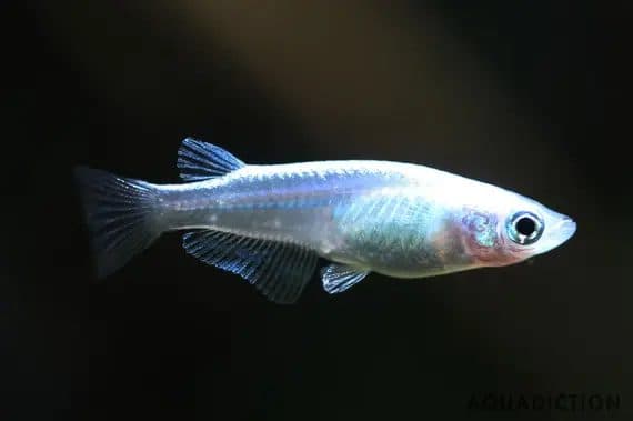 Medaka Shiro (Japanese Rice Fish White)