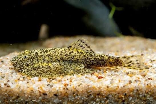 Calico Hill Stream Loach