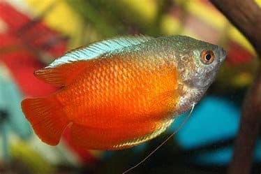 Blood Red Gourami Male