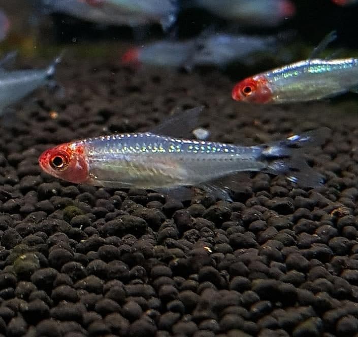 Platinum Rummy Nose Tetra