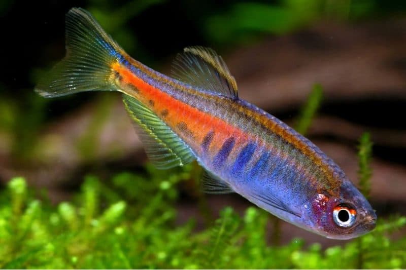 Glow Light Danio