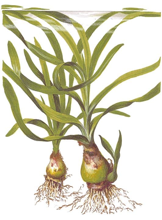 Crinum Thaianum (Bulbs)