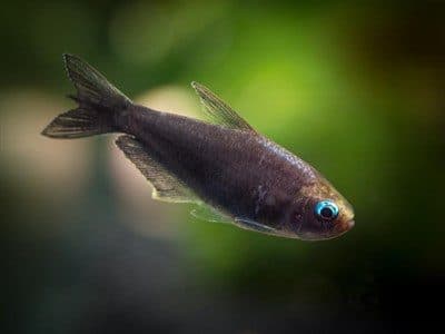 Black Palmeri Tetra Fish (2.2cm)