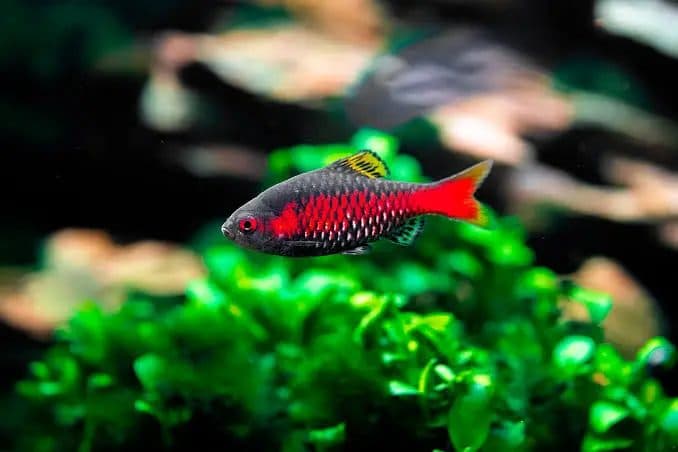 Odessa Barb Fish (1.5 inch)