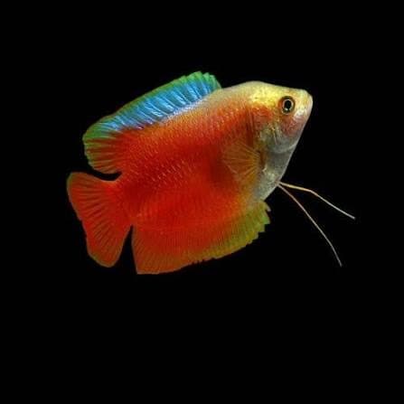Blood Red Gourami Fish - Male (4cm)