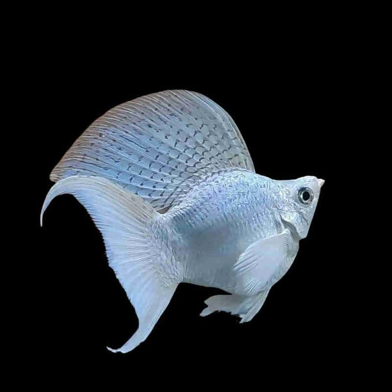 Platinum Blue Balloon Molly Fish - Imported (3.5cm)