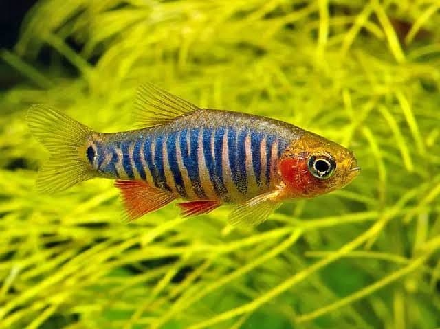 Emerald Green Microrasbora (Erythromicron) - Male
