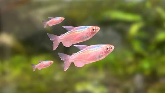 Albino Congo Tetra Fish - Male (3.5cm)