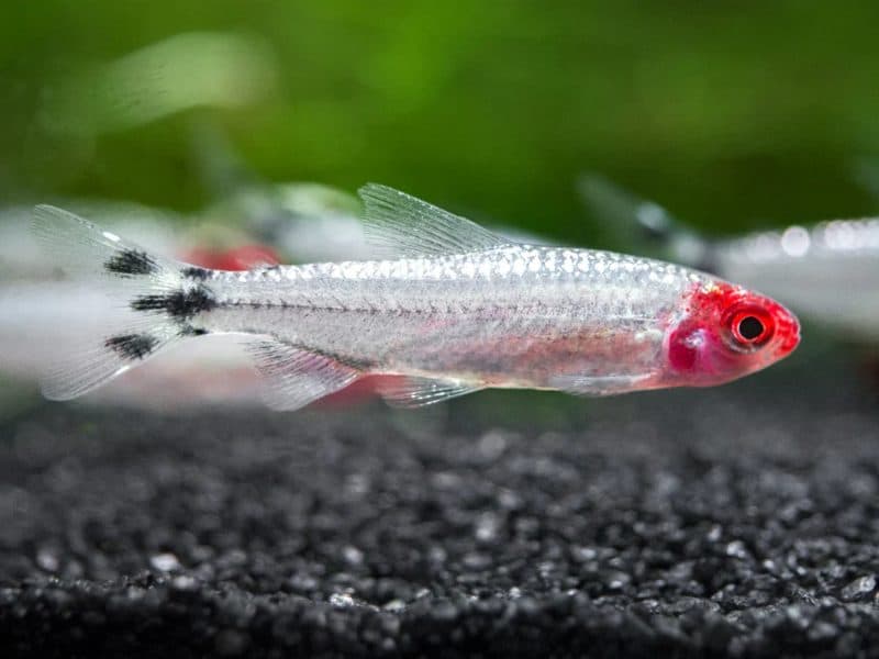 Platinum Rummy Nose Tetra Fish (2.2-2.5cm)