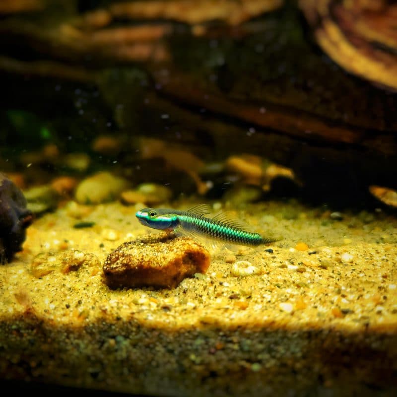 Blue Neon Goby Fish (3-3.5cm)