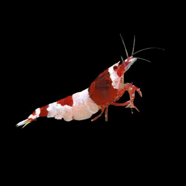 Hinomaru Crystal Red Shrimp (1.8cm)