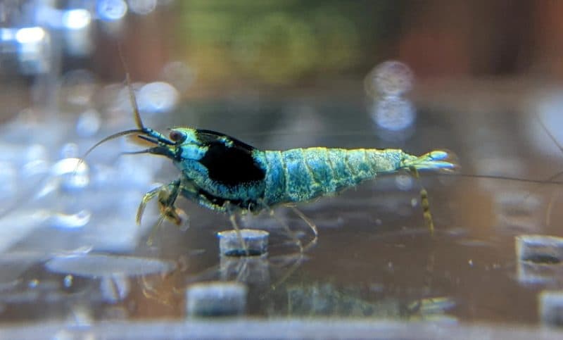 Mosura Premium Grade Shrimp (1.5-2cm)