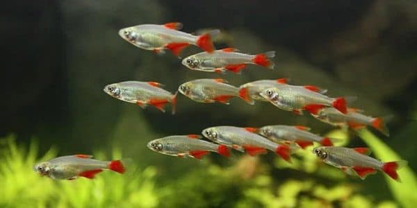 Glass Bloodfin Tetra Fish - Imported (2.5cm)