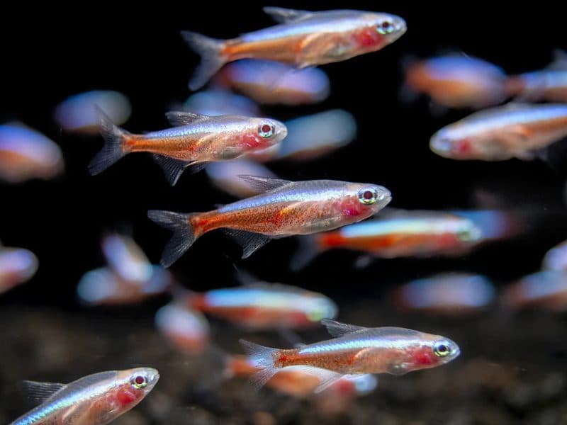 Albino Cardinal Tetra Fish (2-2.2cm)