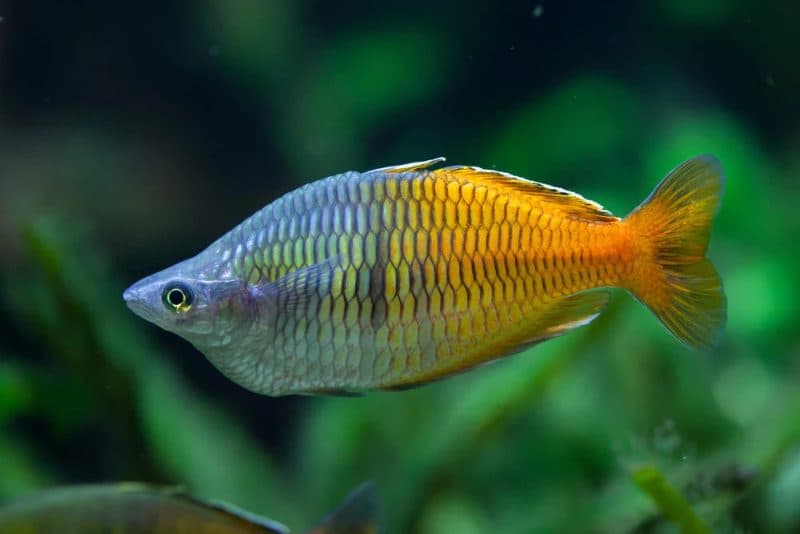 Boesemani Rainbowfish - Wild Male, Imported (8-9cm)